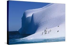 Gentoo and Chinstrap Penguins on Iceberg-null-Stretched Canvas