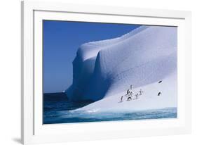 Gentoo and Chinstrap Penguins on Iceberg-null-Framed Photographic Print