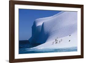 Gentoo and Chinstrap Penguins on Iceberg-null-Framed Photographic Print