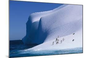 Gentoo and Chinstrap Penguins on Iceberg-null-Mounted Photographic Print