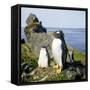 Gentoo Penguin Adult and Young-null-Framed Stretched Canvas