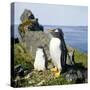 Gentoo Penguin Adult and Young-null-Stretched Canvas