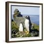 Gentoo Penguin Adult and Young-null-Framed Photographic Print