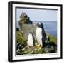 Gentoo Penguin Adult and Young-null-Framed Photographic Print