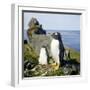 Gentoo Penguin Adult and Young-null-Framed Photographic Print