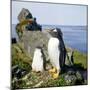 Gentoo Penguin Adult and Young-null-Mounted Photographic Print