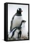 Gentoo Penguin Adult with Two Chicks-null-Framed Stretched Canvas