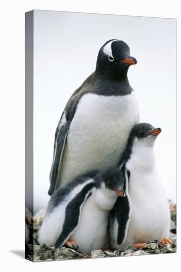 Gentoo Penguin Adult with Two Chicks-null-Stretched Canvas