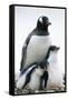 Gentoo Penguin Adult with Two Chicks-null-Framed Stretched Canvas