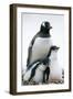 Gentoo Penguin Adult with Two Chicks-null-Framed Premium Photographic Print