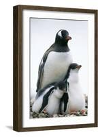 Gentoo Penguin Adult with Two Chicks-null-Framed Photographic Print