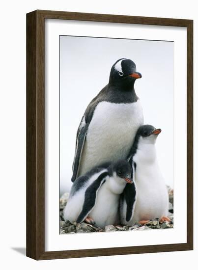 Gentoo Penguin Adult with Two Chicks-null-Framed Photographic Print