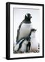 Gentoo Penguin Adult with Two Chicks-null-Framed Photographic Print