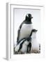 Gentoo Penguin Adult with Two Chicks-null-Framed Photographic Print