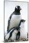 Gentoo Penguin Adult with Two Chicks-null-Mounted Photographic Print