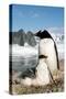 Gentoo Penguin Adult with Young-null-Stretched Canvas