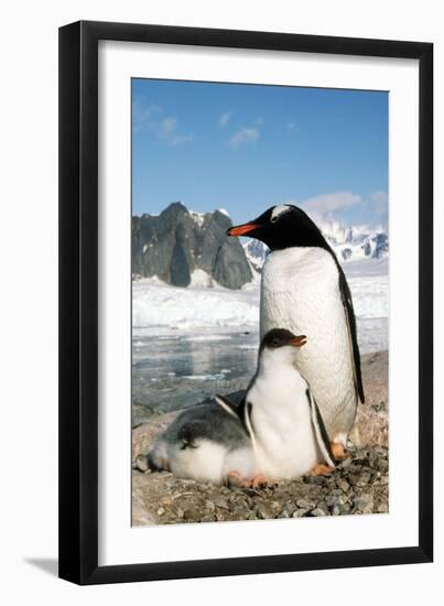 Gentoo Penguin Adult with Young-null-Framed Premium Photographic Print