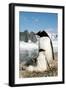 Gentoo Penguin Adult with Young-null-Framed Premium Photographic Print