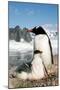 Gentoo Penguin Adult with Young-null-Mounted Premium Photographic Print