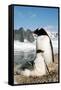 Gentoo Penguin Adult with Young-null-Framed Stretched Canvas