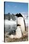 Gentoo Penguin Adult with Young-null-Stretched Canvas