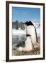 Gentoo Penguin Adult with Young-null-Framed Photographic Print