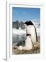 Gentoo Penguin Adult with Young-null-Framed Photographic Print