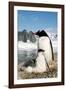 Gentoo Penguin Adult with Young-null-Framed Photographic Print