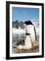 Gentoo Penguin Adult with Young-null-Framed Photographic Print