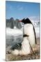 Gentoo Penguin Adult with Young-null-Mounted Photographic Print