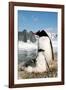 Gentoo Penguin Adult with Young-null-Framed Photographic Print