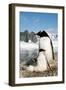 Gentoo Penguin Adult with Young-null-Framed Photographic Print