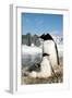 Gentoo Penguin Adult with Young-null-Framed Photographic Print