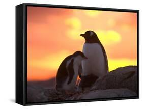 Gentoo Penguin and Chick, Antarctica-Hugh Rose-Framed Stretched Canvas