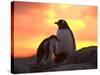 Gentoo Penguin and Chick, Antarctica-Hugh Rose-Stretched Canvas