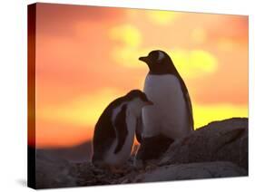 Gentoo Penguin and Chick, Antarctica-Hugh Rose-Stretched Canvas