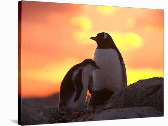 Gentoo Penguin and Chick, Antarctica-Hugh Rose-Stretched Canvas