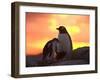 Gentoo Penguin and Chick, Antarctica-Hugh Rose-Framed Premium Photographic Print