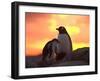 Gentoo Penguin and Chick, Antarctica-Hugh Rose-Framed Premium Photographic Print