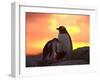 Gentoo Penguin and Chick, Antarctica-Hugh Rose-Framed Premium Photographic Print