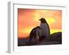 Gentoo Penguin and Chick, Antarctica-Hugh Rose-Framed Photographic Print