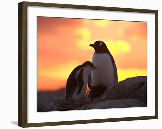 Gentoo Penguin and Chick, Antarctica-Hugh Rose-Framed Photographic Print