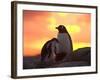 Gentoo Penguin and Chick, Antarctica-Hugh Rose-Framed Photographic Print