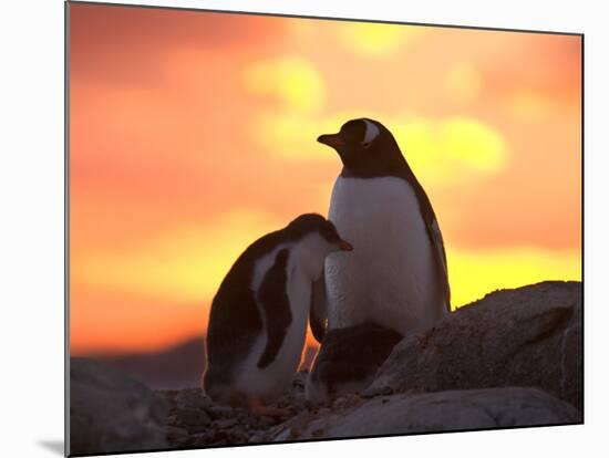 Gentoo Penguin and Chick, Antarctica-Hugh Rose-Mounted Photographic Print
