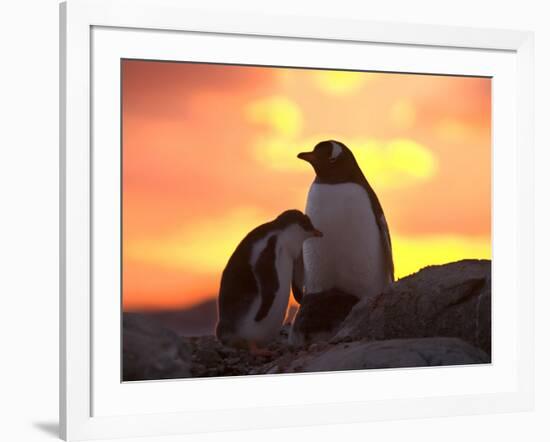 Gentoo Penguin and Chick, Antarctica-Hugh Rose-Framed Photographic Print