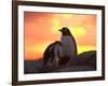 Gentoo Penguin and Chick, Antarctica-Hugh Rose-Framed Photographic Print