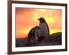 Gentoo Penguin and Chick, Antarctica-Hugh Rose-Framed Photographic Print