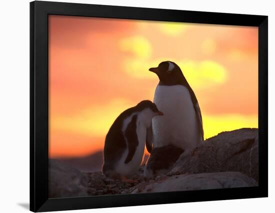 Gentoo Penguin and Chick, Antarctica-Hugh Rose-Framed Photographic Print