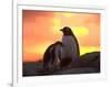 Gentoo Penguin and Chick, Antarctica-Hugh Rose-Framed Photographic Print