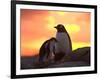 Gentoo Penguin and Chick, Antarctica-Hugh Rose-Framed Photographic Print